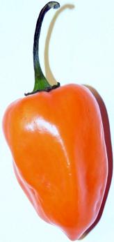 Habanero Pepper
