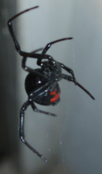 Black Widow - Underside