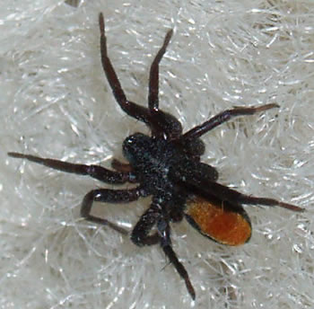 Little Red Spider