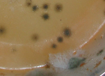 Mold