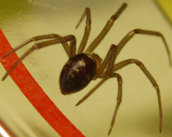 Other Little Red Spider