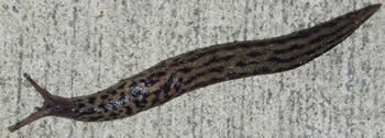 Slug